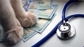 Veterinary Financing with No Credit Check – a Detailed Guide